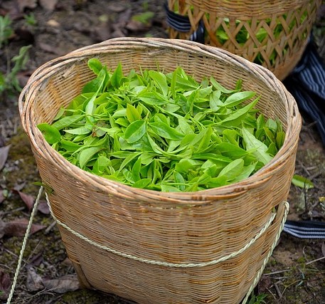 Feuilles de thé vert dans un panier, une des plantes anti-cancer.  