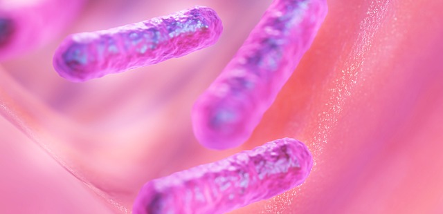 Schéma de Lactobacillus acidophilus, souches de probiotiques. 