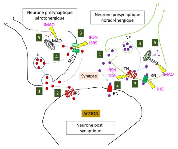 Schéma représentant l'action des antidépresseurs sur les neurones.