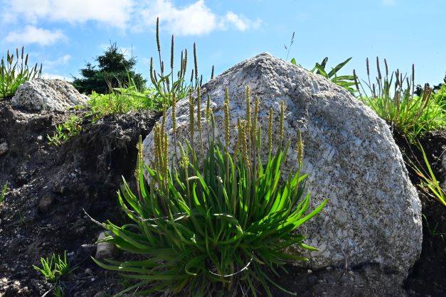 Psyllium, plante aux nombreux bienfaits sur l'intestin.