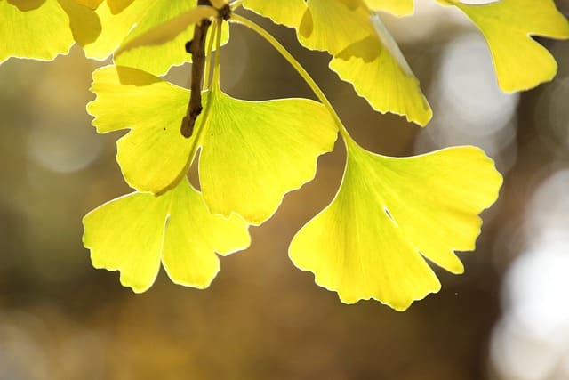 Feuilles de ginkgo biloba.