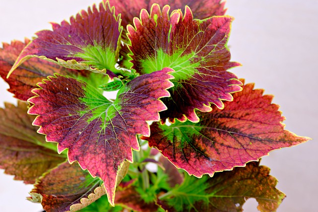 Feuilles de Coleus forskohlii, riche en forskoline.