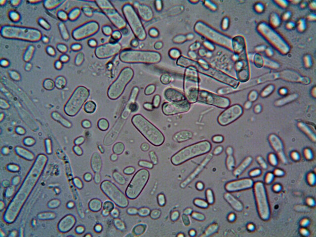 Kéfir, lait fermenté probiotique 1 % M.G., nature PC