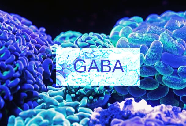 Représentation schématique du GABA, neurotransmetteur présent dans le cerveau.