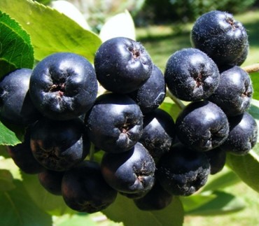 Baies d'aronia et leurs bienfaits.