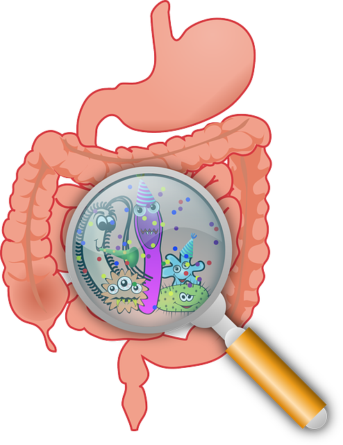 prebiotiques bienfaits pour la flore intestinale