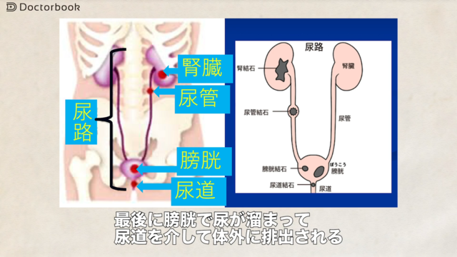 【医師出演】尿路結石症ってどんな病気？なりやすい人は？症状や検査法も Doctorbook