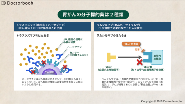 胃がんの分子標的薬の作用機序