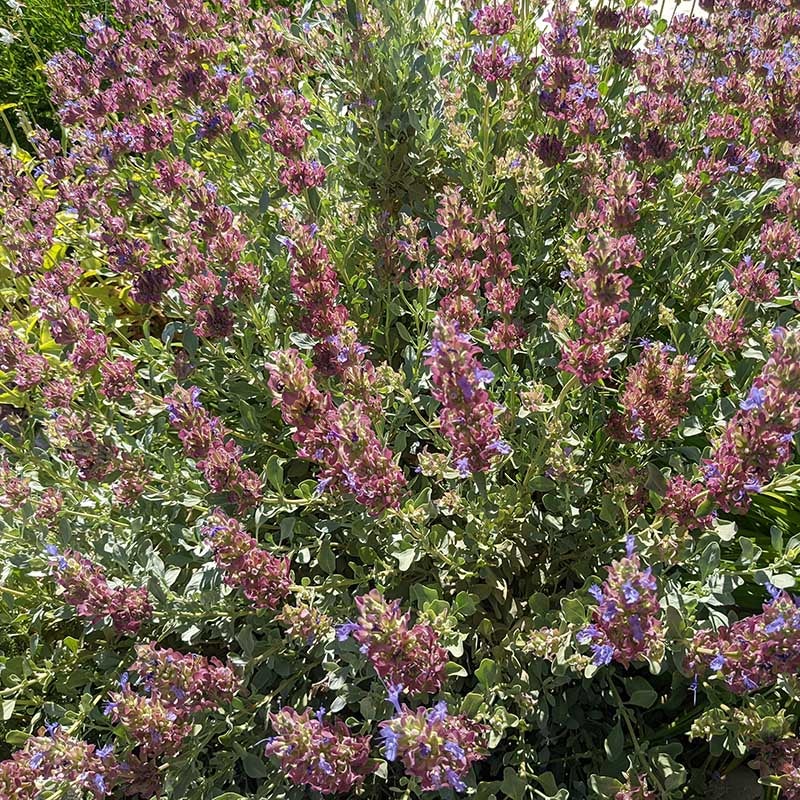 Giant Purple Sage