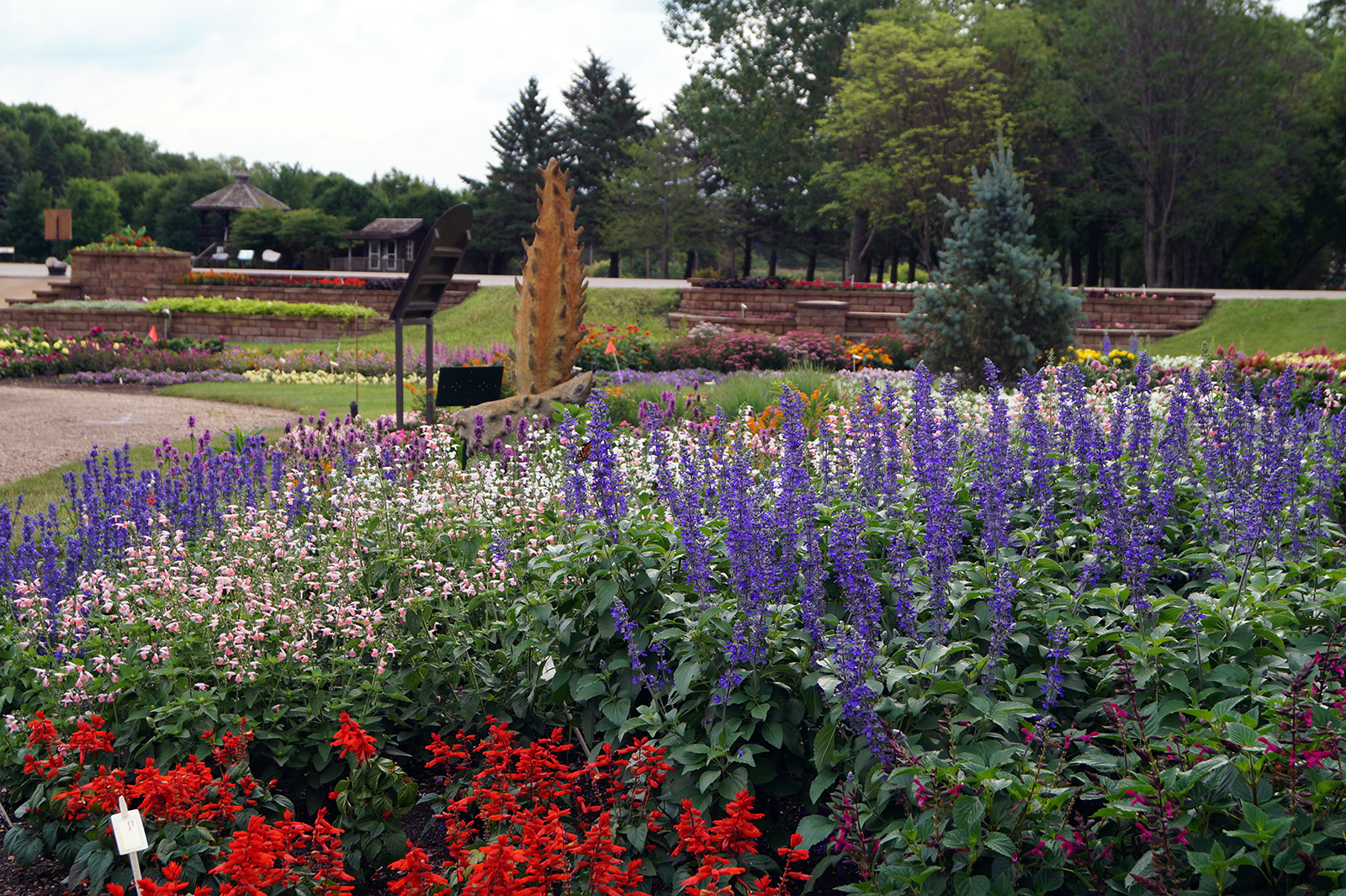 Giant Purple Sage - 1