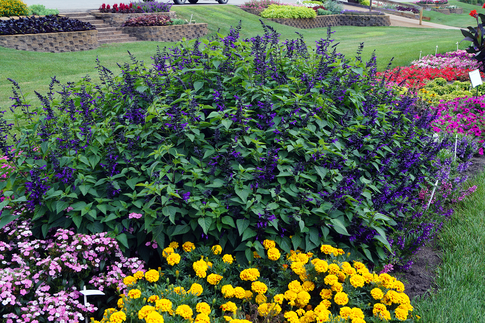 Giant Purple Sage - 4