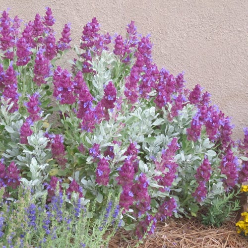 Giant Purple Sage - 3