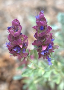 Giant Purple Sage - 5