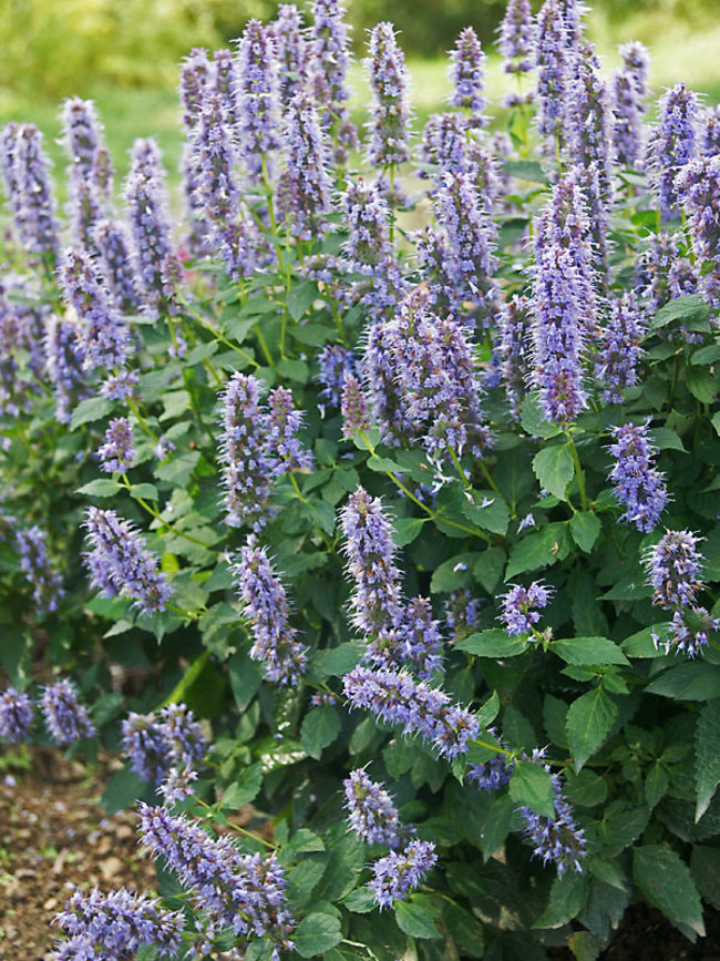 Blue Hyssop - 1