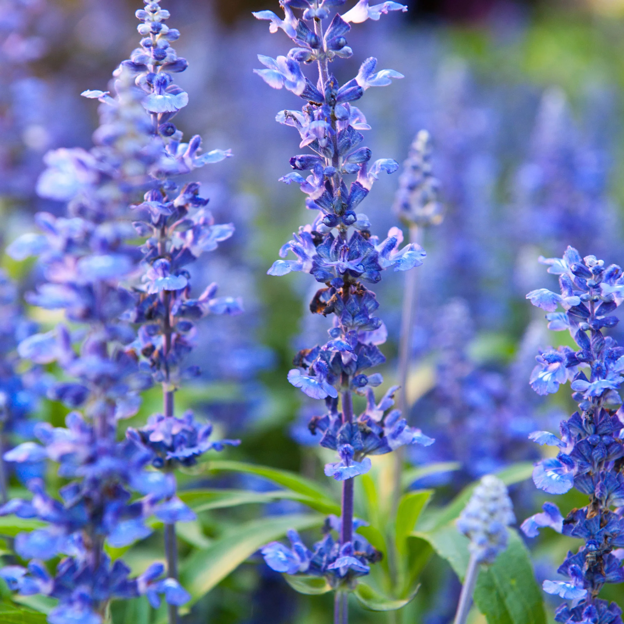 Blue Hyssop - 3