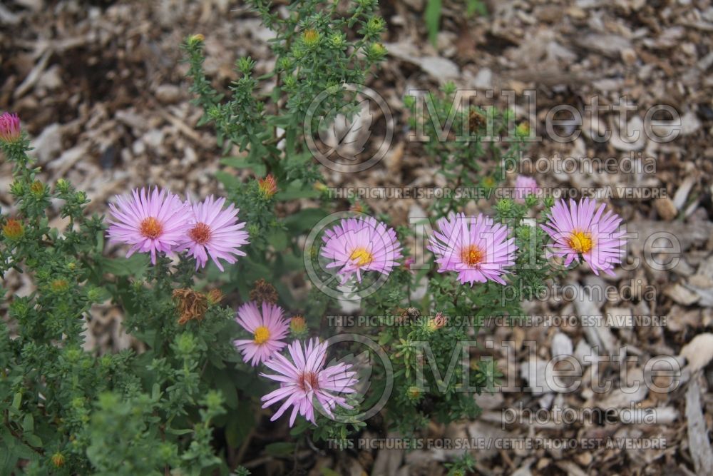 Fragrant Aster - 3