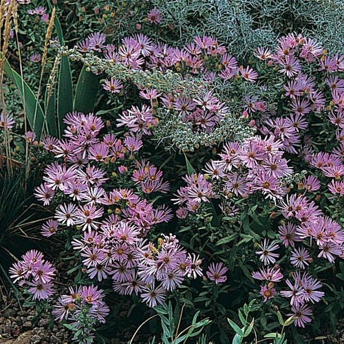 Fragrant Aster - 0