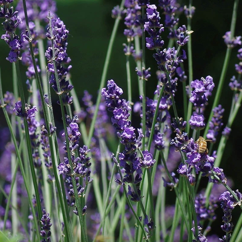 English Lavender - 6