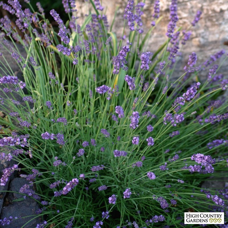 English Lavender - 7