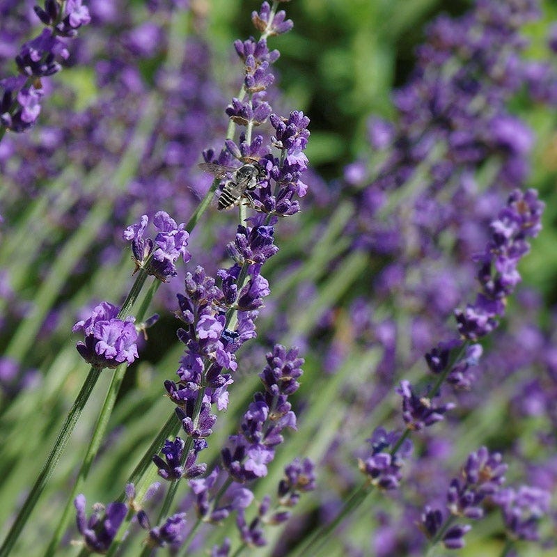 English Lavender - 1