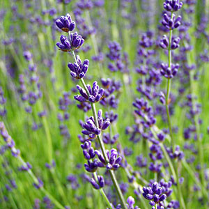 English Lavender - 0