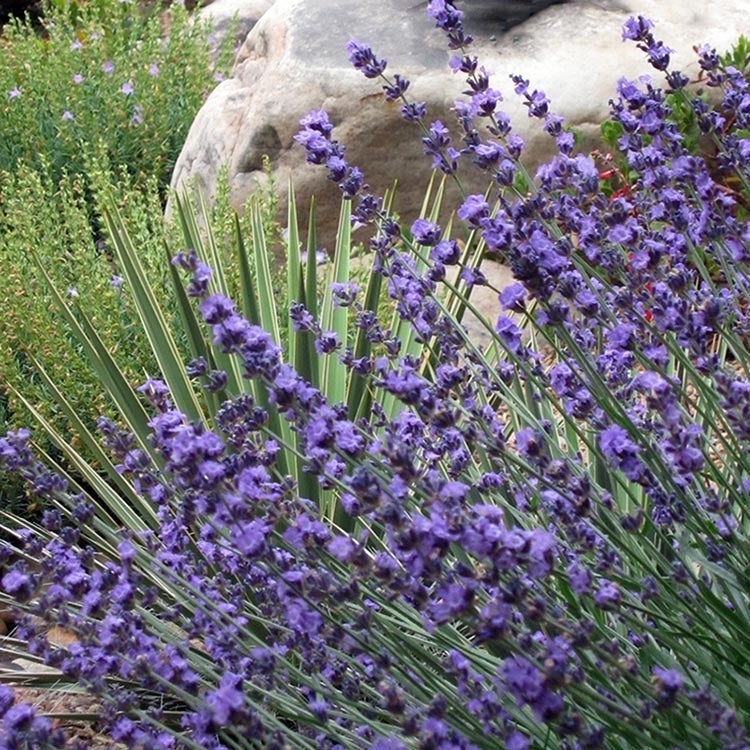 English Lavender - 2