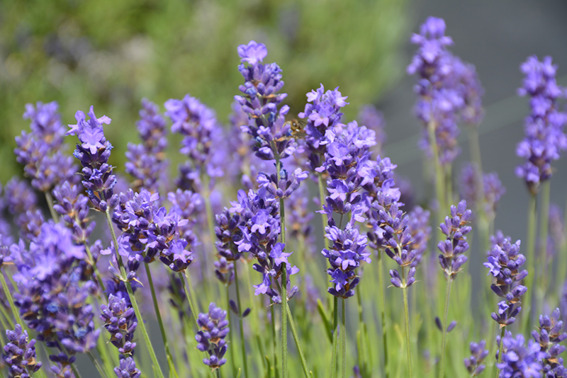 English Lavender - 3