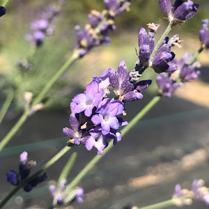 English Lavender - 4
