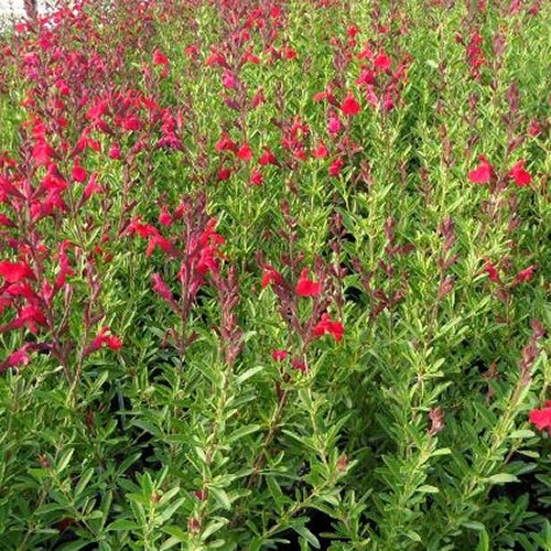 Texas Sage - 7