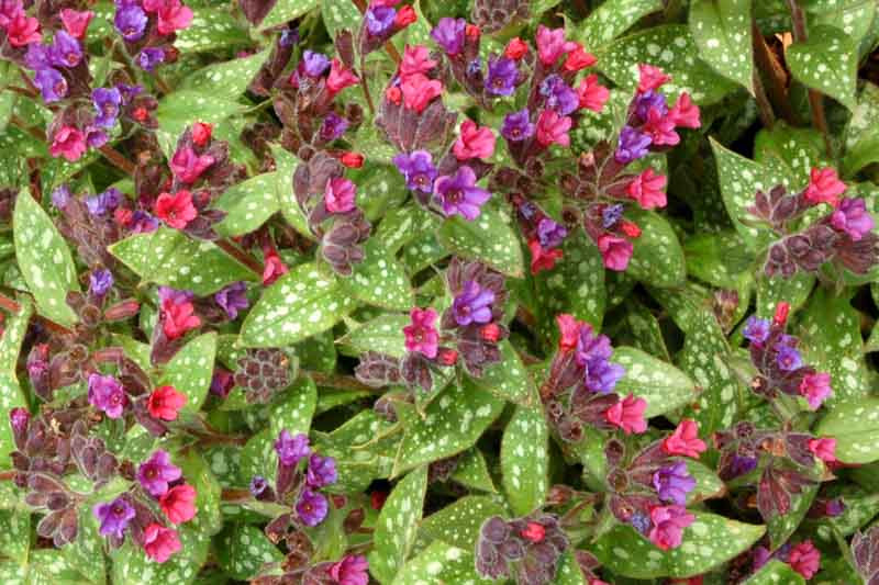 Lungwort - 3