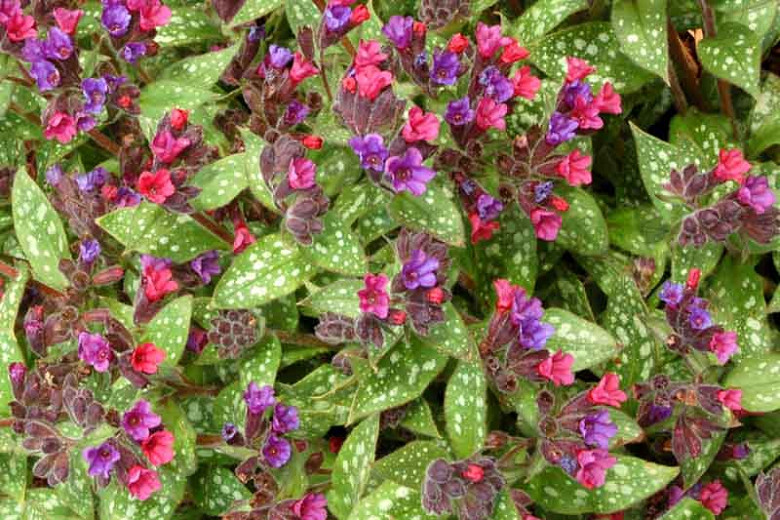 Lungwort - 8