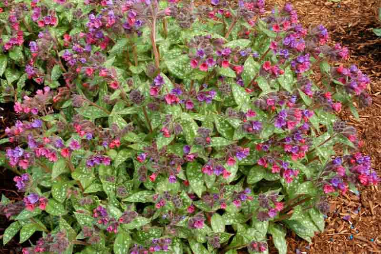 Lungwort - 5