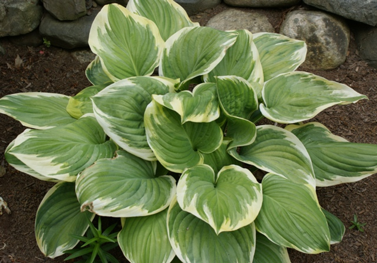 Hosta - 0