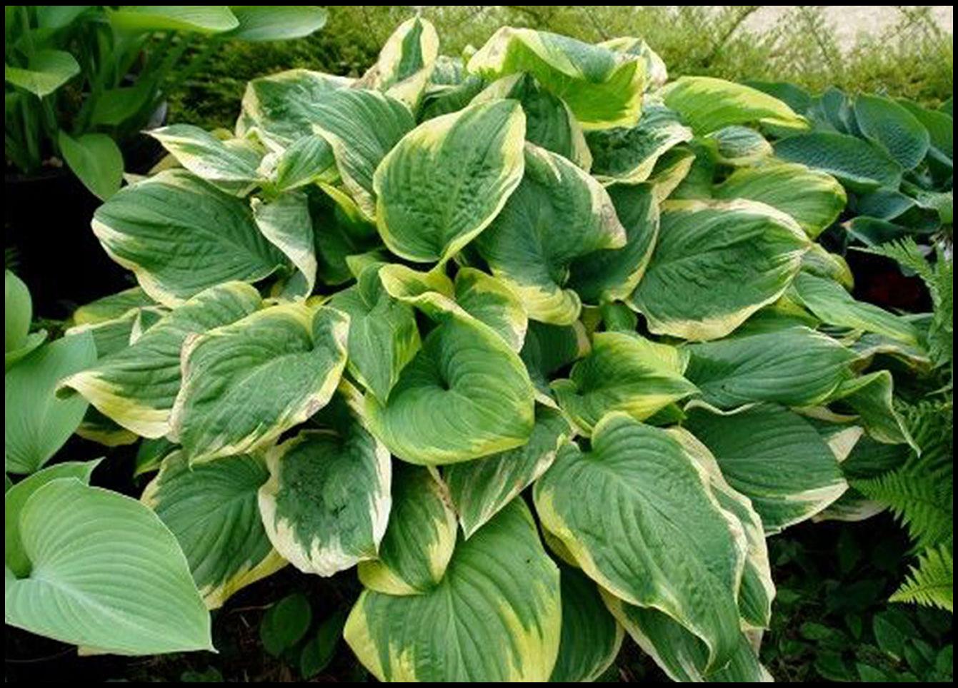 Hosta - 1