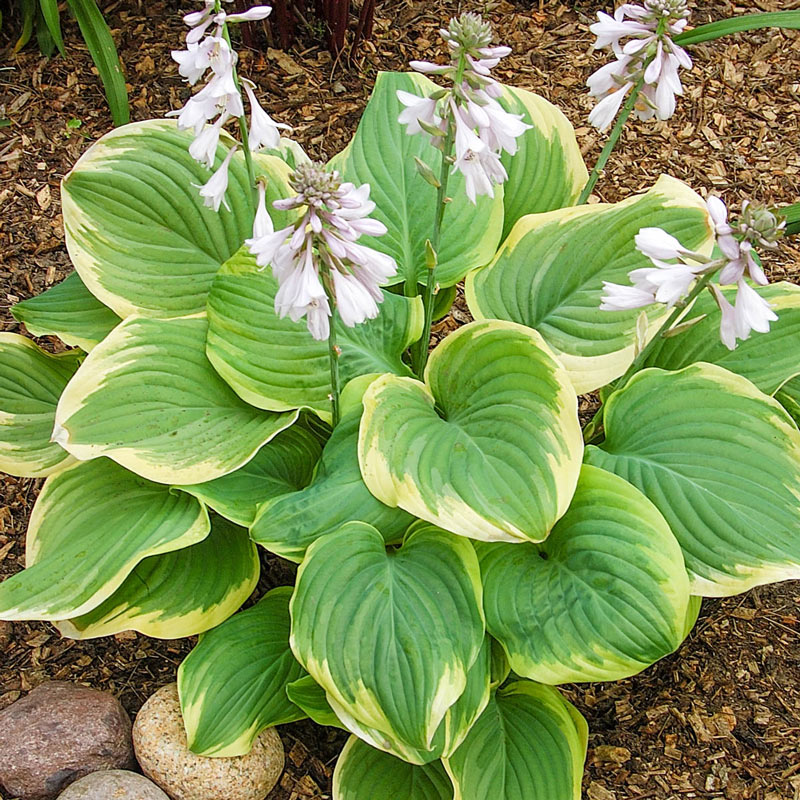 Hosta - 2