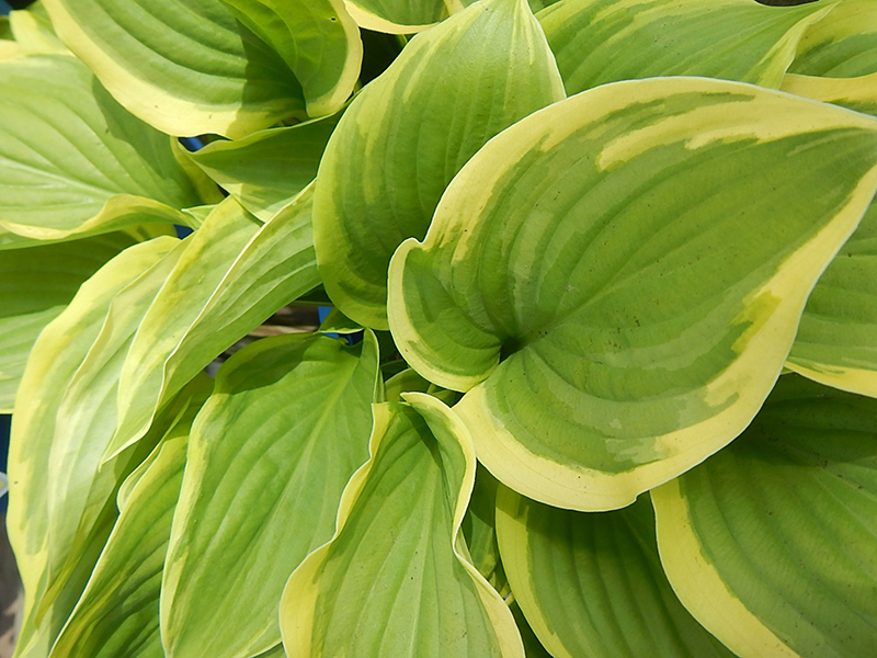 Hosta - 3