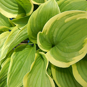 Hosta - 4