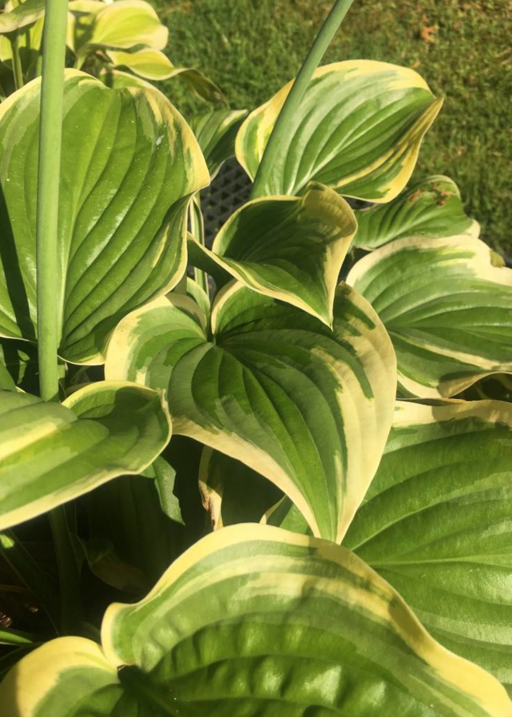 Hosta - 5