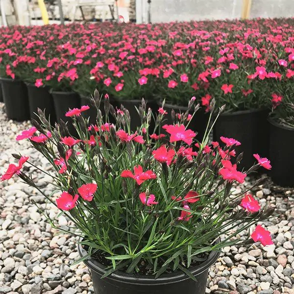 Dianthus - 0