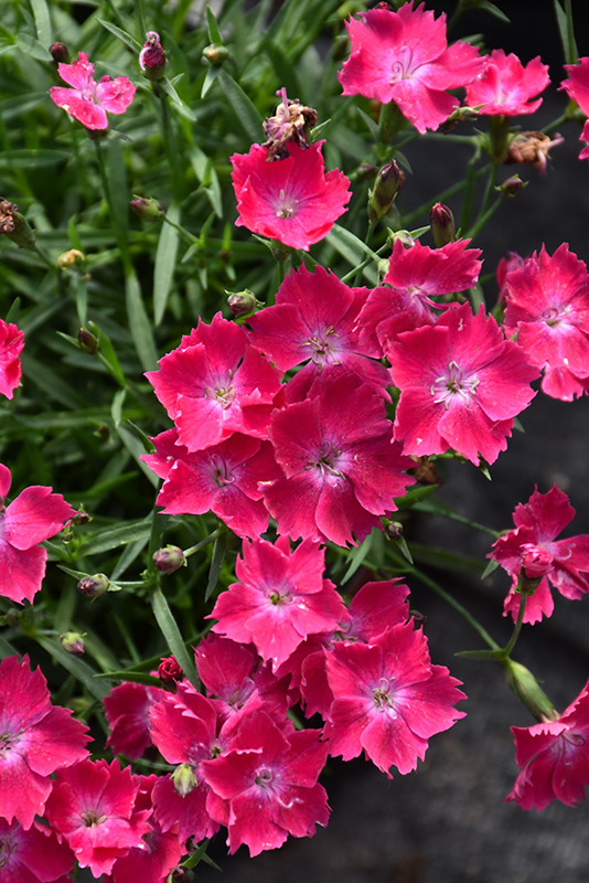 Dianthus - 2