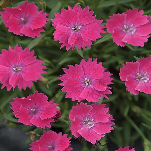 Dianthus - 5