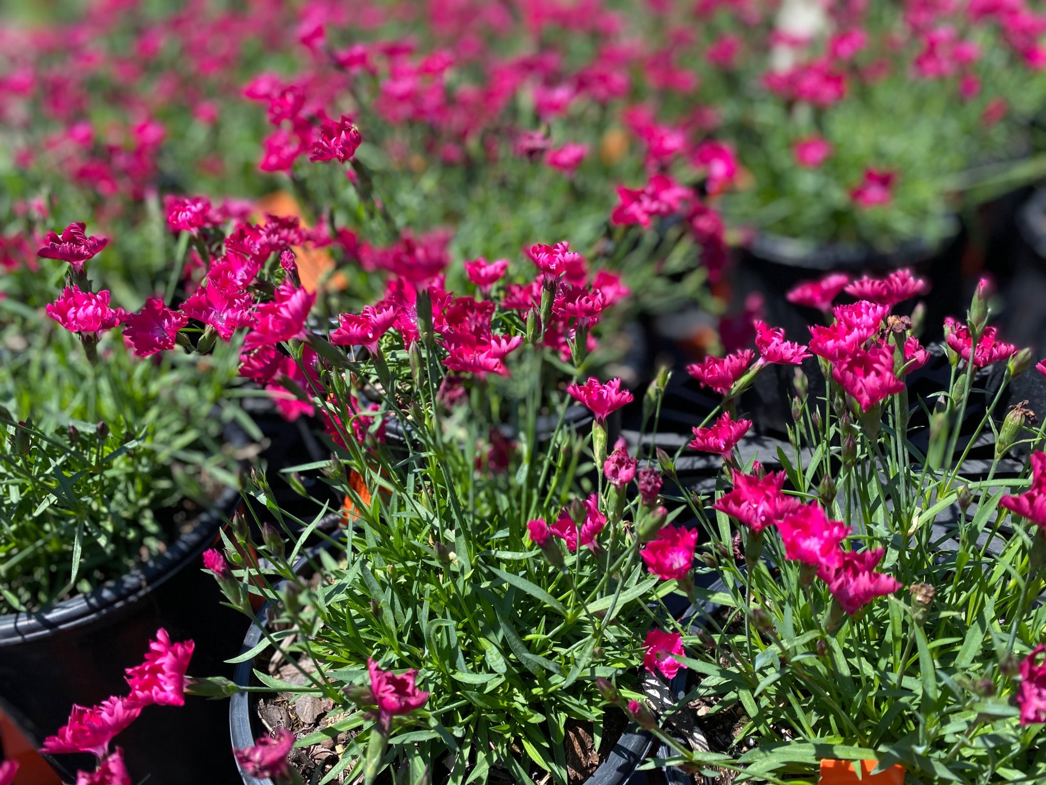 Dianthus - 3