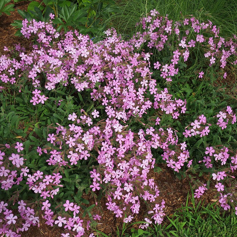 Giant Flowered Soapwort - 2