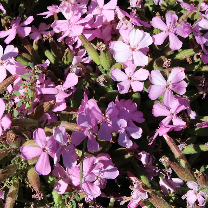 Giant Flowered Soapwort