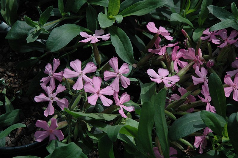 Giant Flowered Soapwort - 1