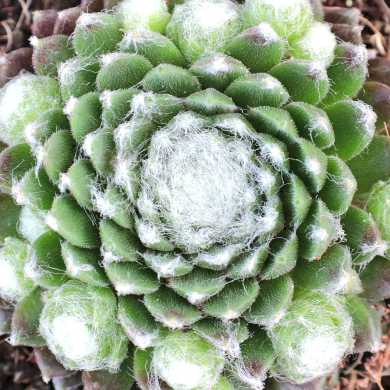 Hens and Chicks - 6