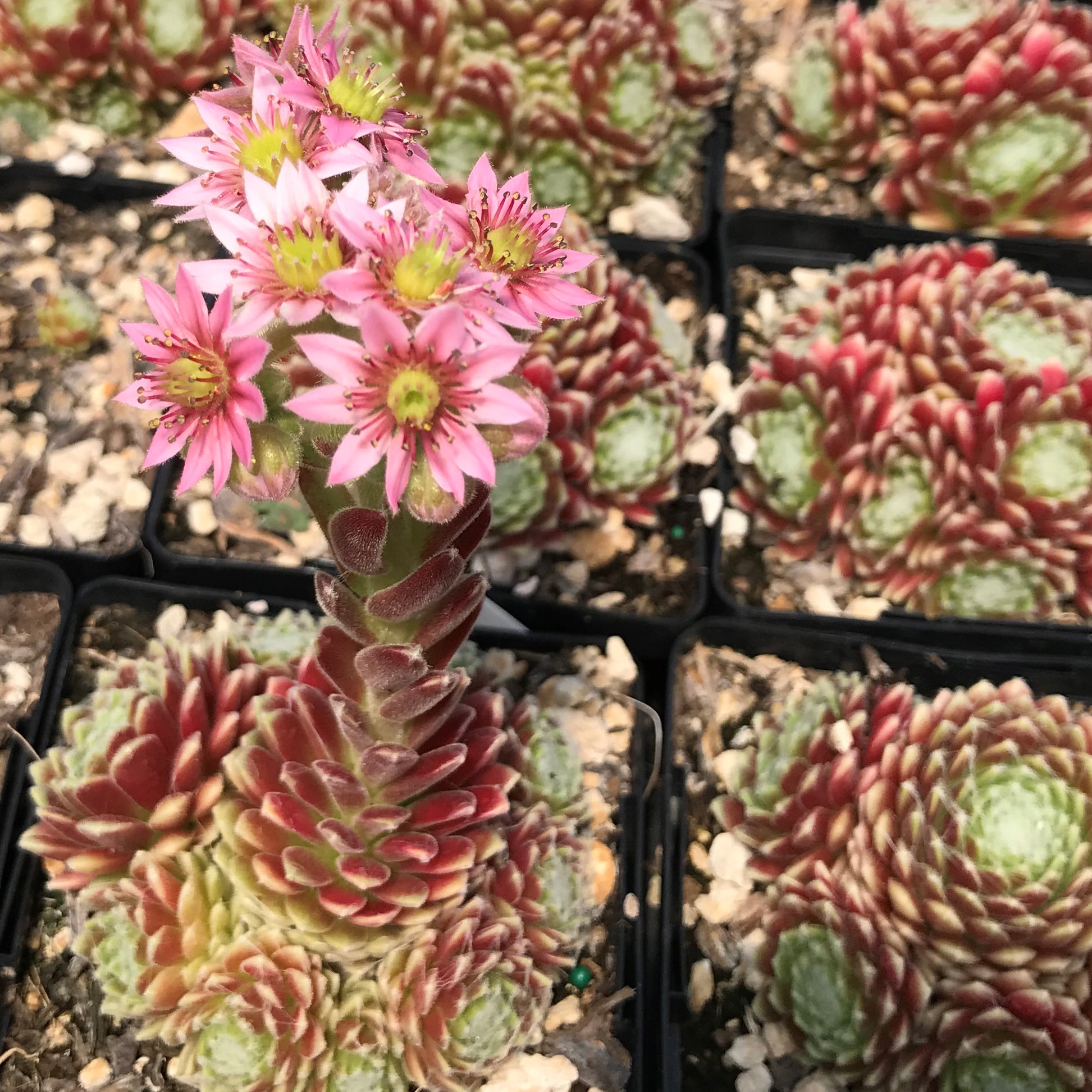 Hens and Chicks - 0