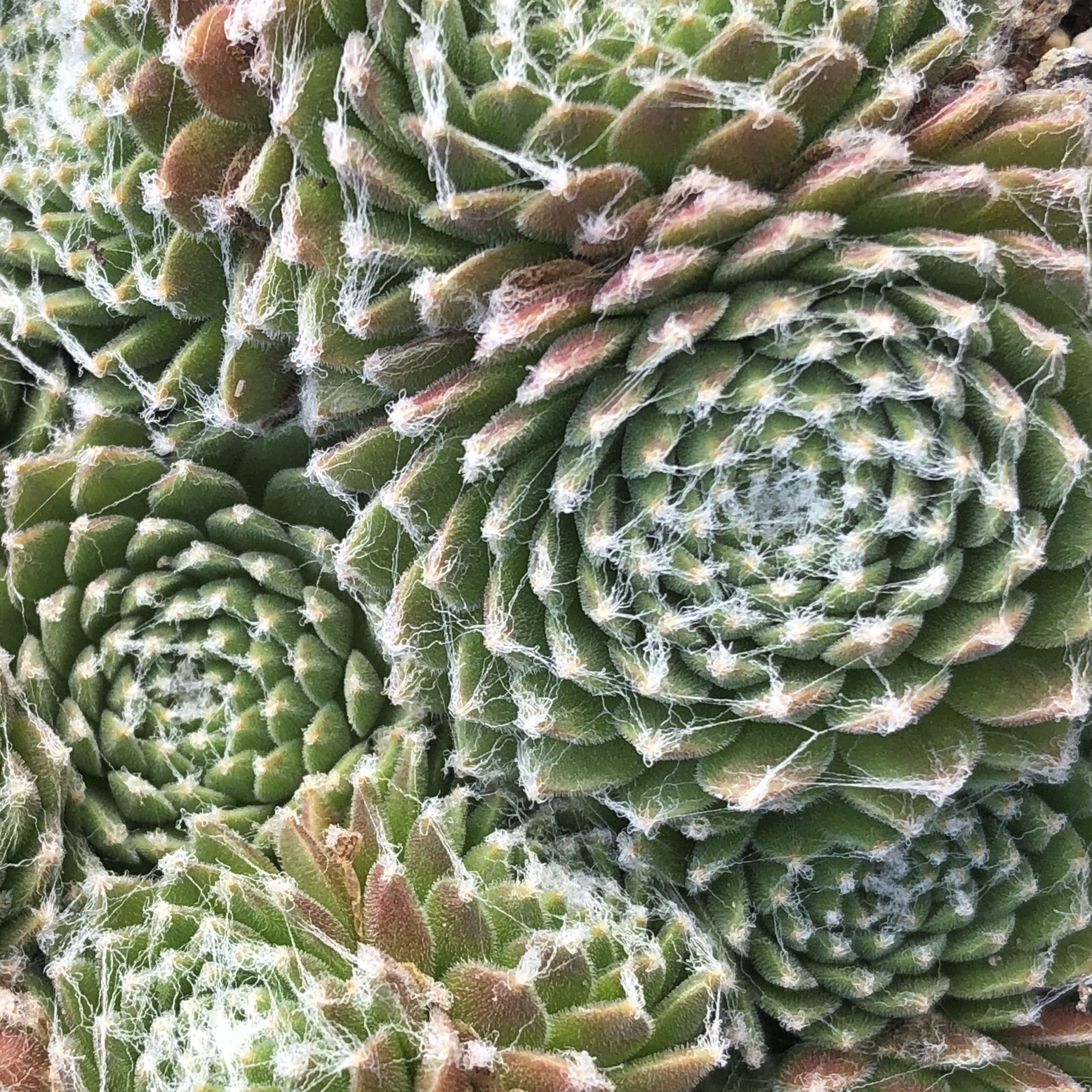 Hens and Chicks - 2