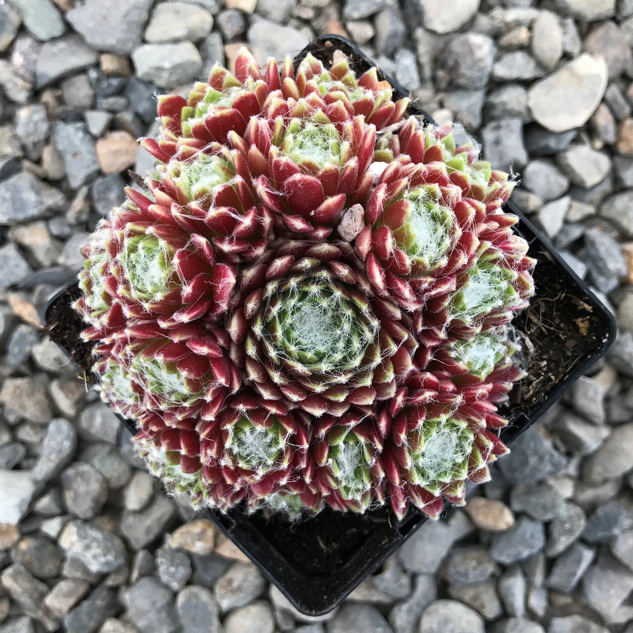 Hens and Chicks - 1