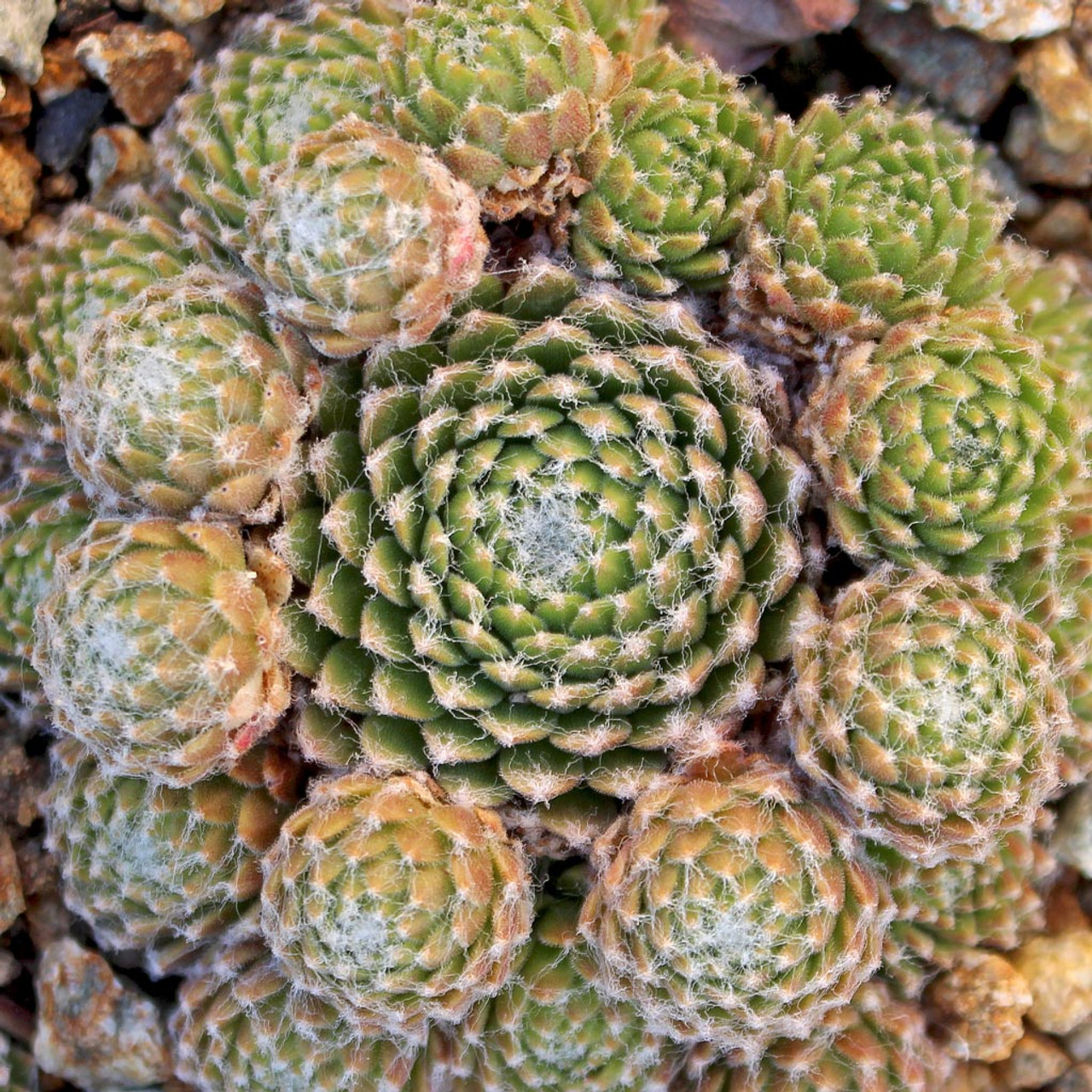 Hens and Chicks - 7